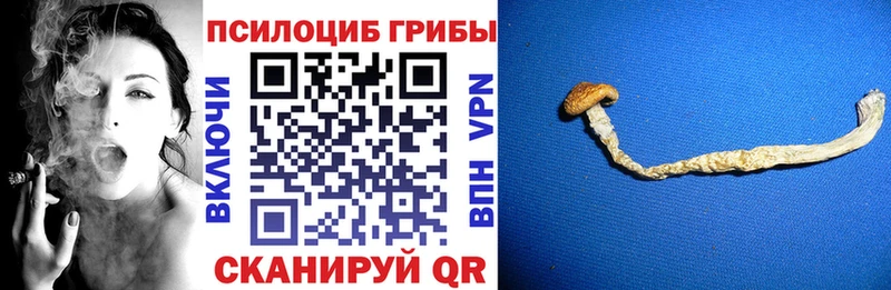 mega рабочий сайт Донской Псилоцибиновые грибы GOLDEN TEACHER